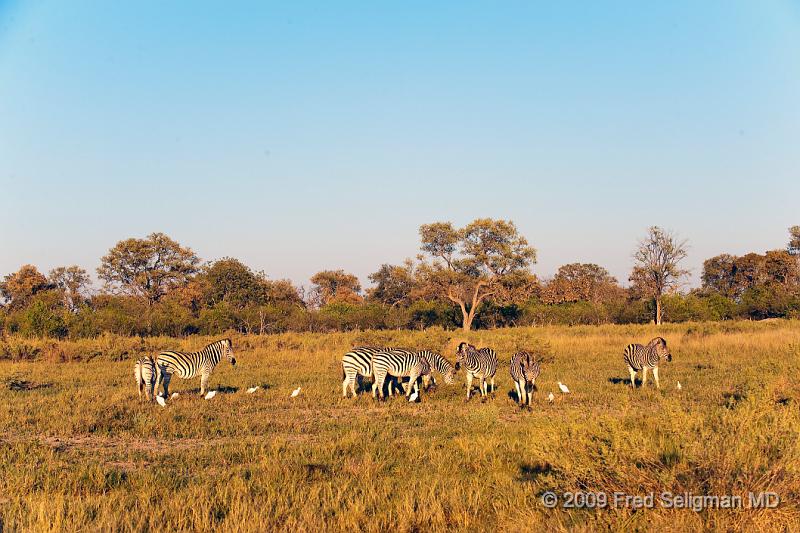 20090618_073705 D3 X1.jpg - Zebras, Selinda Spillway, Botswana